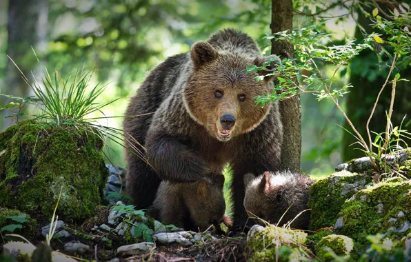 Picture forest, bears, bears, bear, two of the bear, Alexander Perov