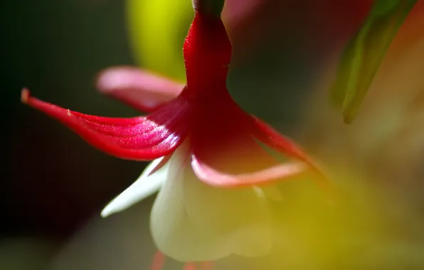 Macro, flowers, nature, color