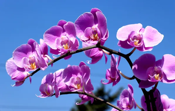 Picture the sky, sprig, lilac, Orchid
