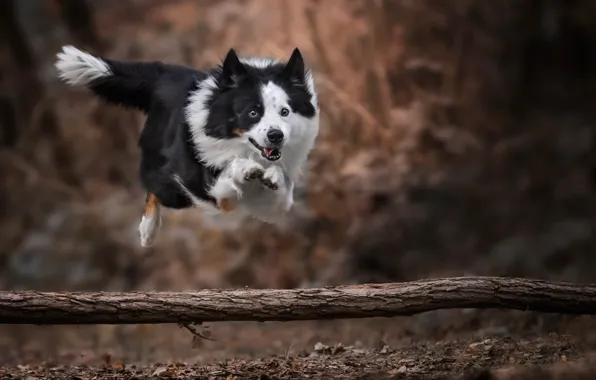 Jump, dog, bokeh, The border collie