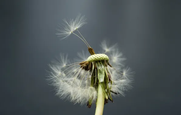 Flower, dandelion, the wind