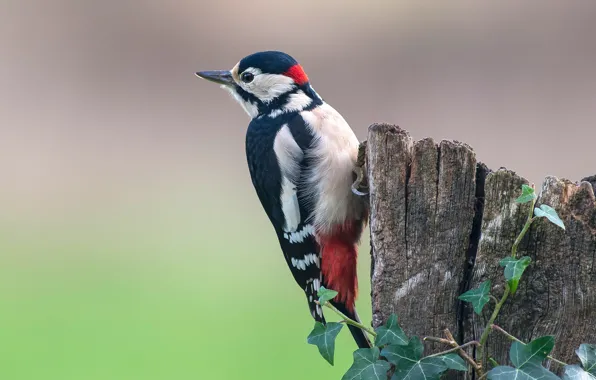 Background, bird, stump, woodpecker