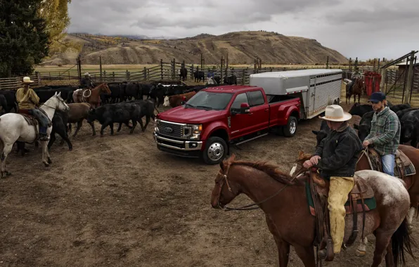 Picture Ford, pickup, cattle, the herd, Super Duty, F-450, Limited, 2019