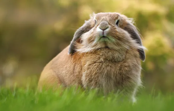 Picture portrait, rabbit, important