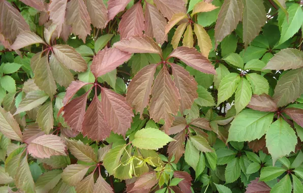 Leaves, green, Burgundy, parthenocissus