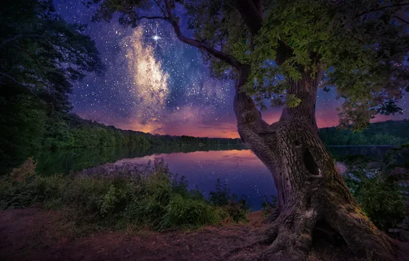 The sky, night, lake, tree, England, stars, England, North Yorkshire