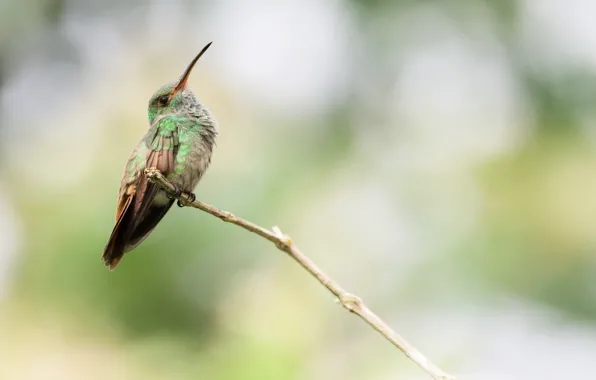 Branches, nature, bird, beak, Hummingbird