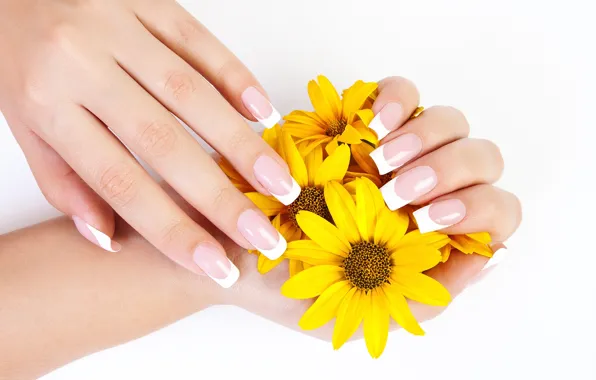 Flowers, close-up, yellow, hands, white background, fingers, chrysanthemum, manicure