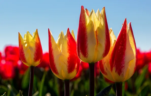 Picture macro, spring, tulips