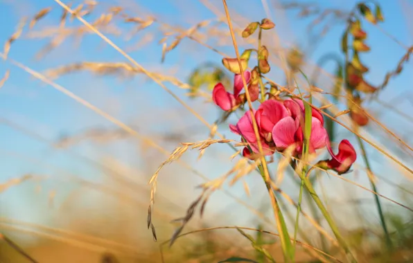 Picture the sky, flowers, nature, background, blue, spikelets, sweet peas