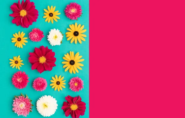 Flowers, red, background, holiday, blue, color, yellow, red