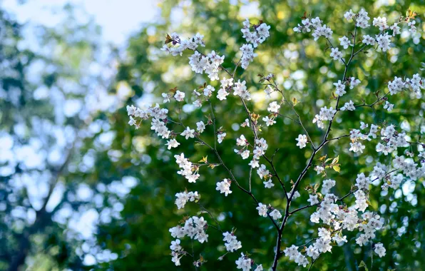 Flowers, cherry, spring, bokeh, bokeh, cherry, spring, blooming