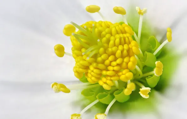 Picture Macro, Macro, White flower, Hellebore, White flower, Hellebore