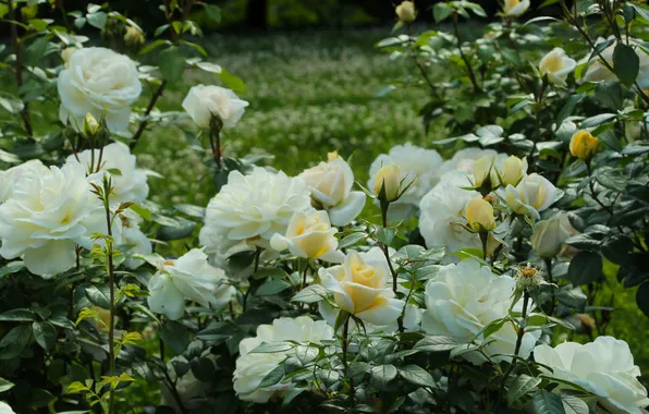 White, roses, blooming