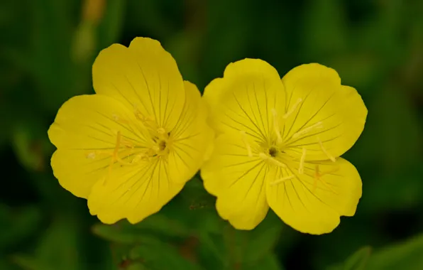 Picture Macro, Bokeh, Bokeh, Macro, Yellow flowers, Yellow flowers