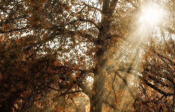 Autumn, light, tree