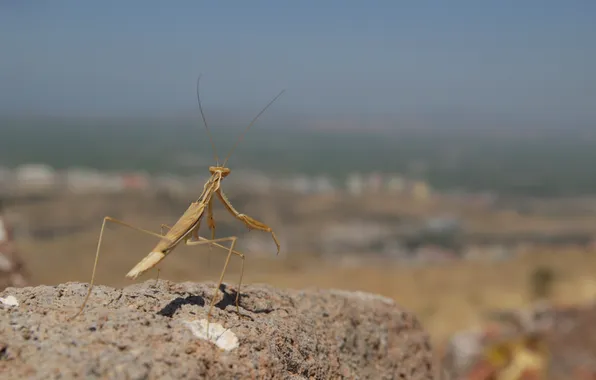 Picture stone, mantis, insect