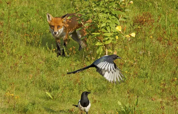 Picture birds, Bush, Fox, hunting, magpies, in ambush