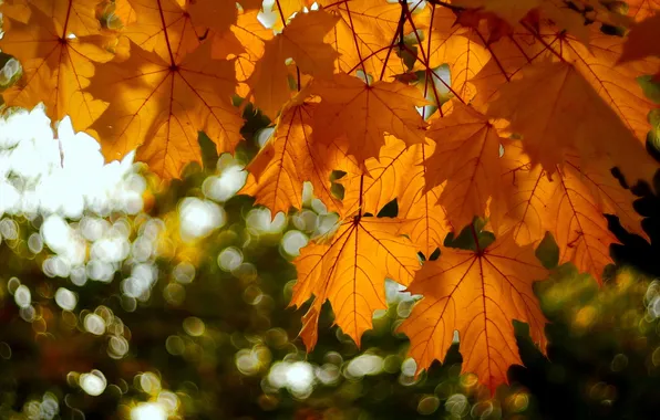 Autumn, leaves, nature