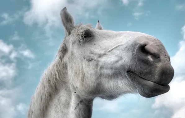 Picture the sky, clouds, face, horse