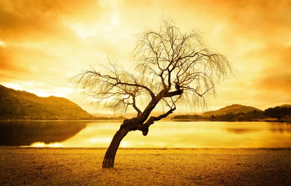 Sea, greens, the sky, water, branches, nature, reflection, river