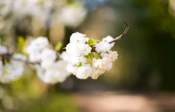Flowers, branches, petals, white