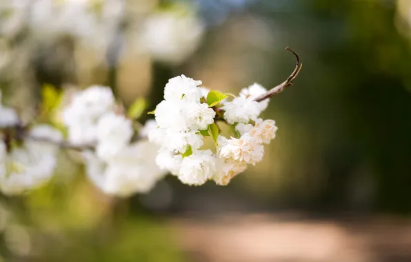 Picture flowers, branch, petals, white