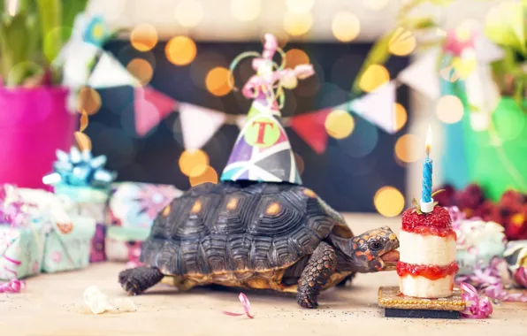 Light, glare, holiday, turtle, candle, strawberry, gifts, cake