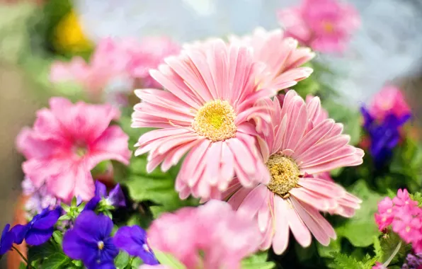 Picture light, flowers, spring, petals, garden, pink, blue, bokeh