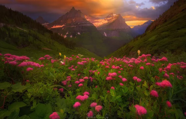 Forest, summer, flowers, mountains