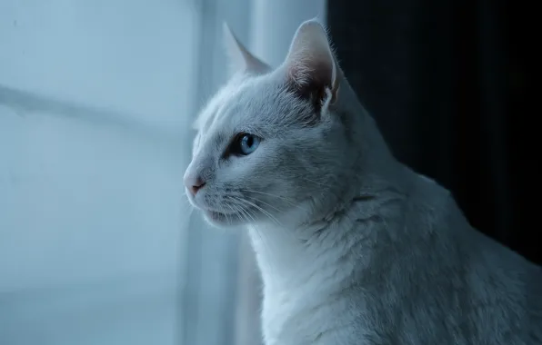 Cat, white, cat, look, face, the dark background, window, profile