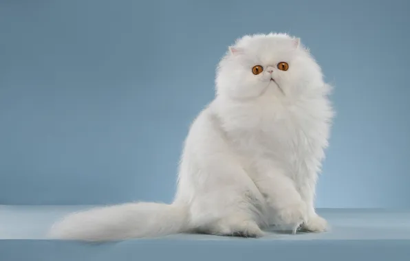 Cat, white, look, pose, kitty, fluffy, face, sitting