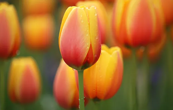 Flower, water, drops, nature, meadow, tulips, flower, nature