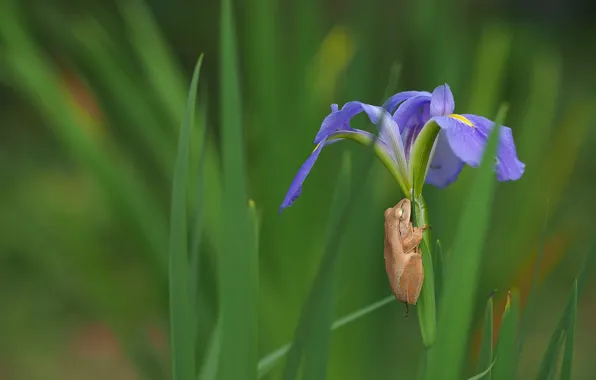 Flower, macro, frog, iris