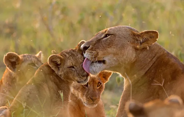 Lions, the cubs, lioness