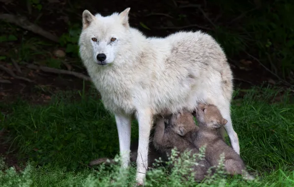 Animals, nature, wolves, the cubs, wolf, animals, nature, wolves