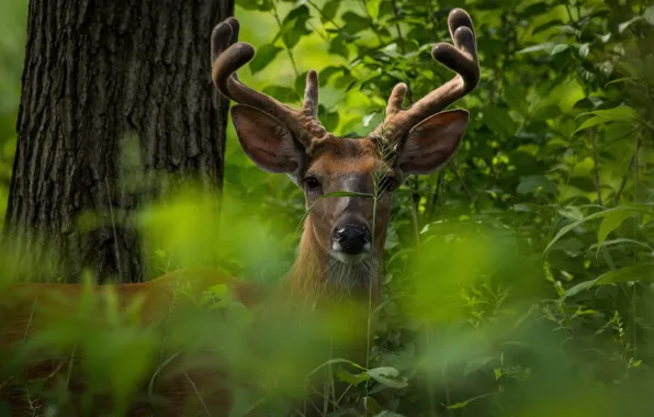 Forest, face, thickets, deer, horns