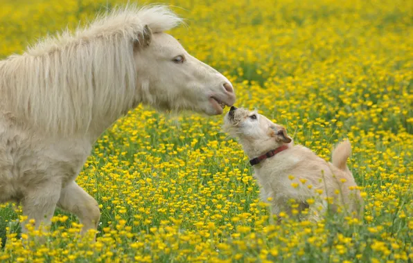 Flowers, dog, meadow, pony, horse
