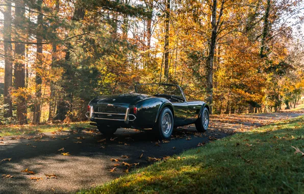 Picture car, Shelby, trees, Cobra, rear view, Shelby Cobra 289