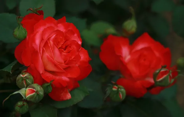 Flowers, Bush, roses, petals, buds