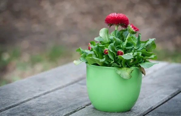 Flowers, pot, Daisy