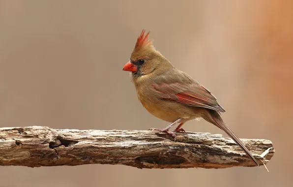 Picture birds, red cardinal, virgin cardinal