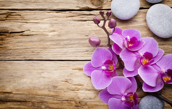 Stones, wood, Orchid, flowers, orchid