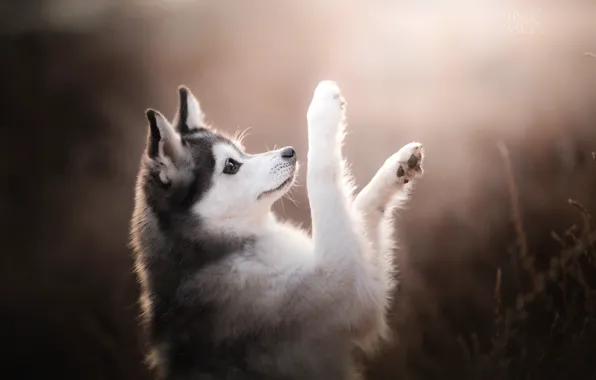 Picture dog, paws, bokeh, Alaskan Klee Kai