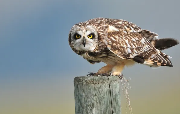 Picture look, post, Short-eared owl