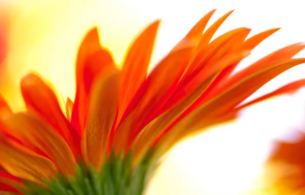 Flowers, plant, petals, gerbera