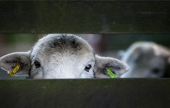Look, the fence, sheep