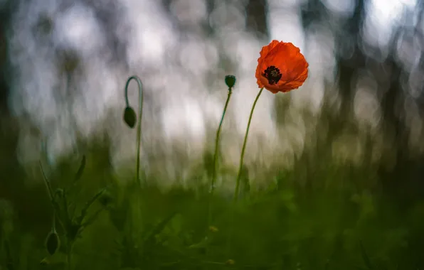 Grass, flowers, nature, Mac, bokeh