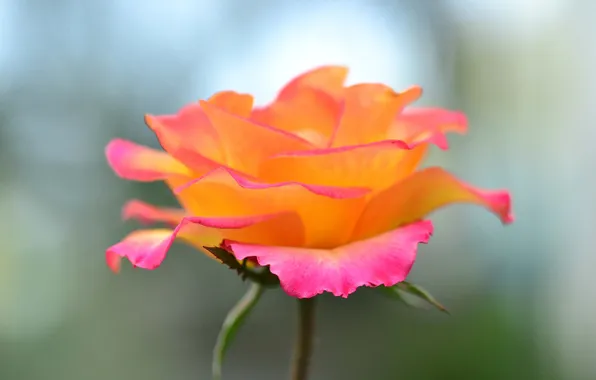Macro, rose, petals, stem