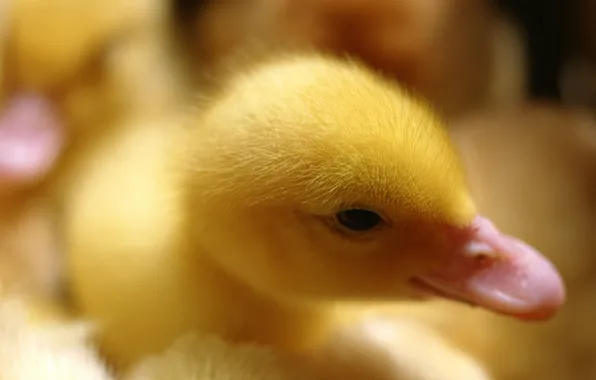 Picture macro, bird, duck, bird, macro, duck, bokeh, bokeh